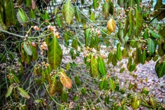 Potsdam_Insel_Celastrus_orbiculatus_Pergola_29.01-6-2x1200