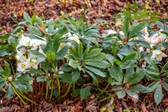Potsdam_Insel_JHelleborus_niger_29.01-1-2x1200