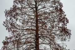 Potsdam_Insel_Metasequoia_29.01.2021_JHG-4-3x1200