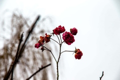 Potsdam_Insel_Rose_29.01.2021_JHGx1200