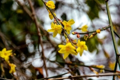 Potsdam_Insel_Winterjasmin_29.01-3x1200